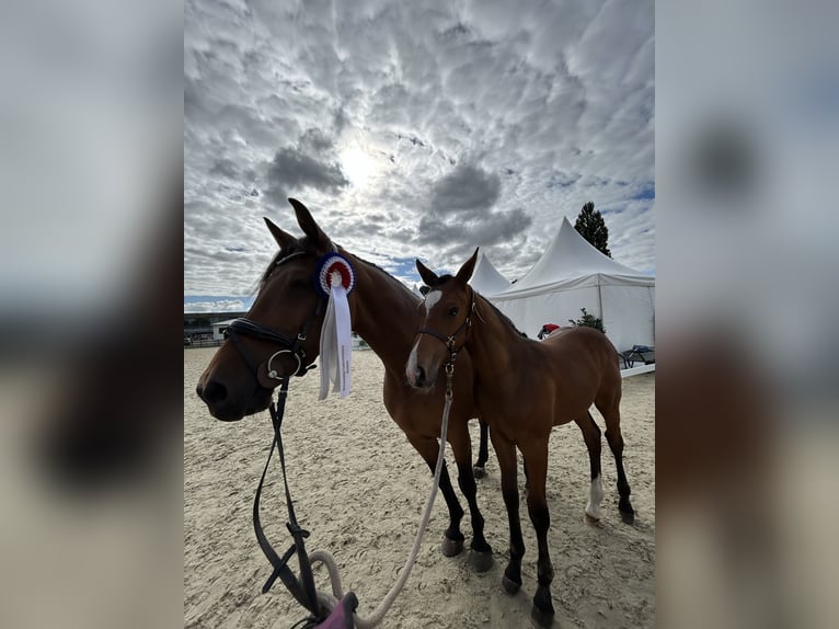 Holstein Mare 16 years 16 hh Brown in Schacht-Audorf