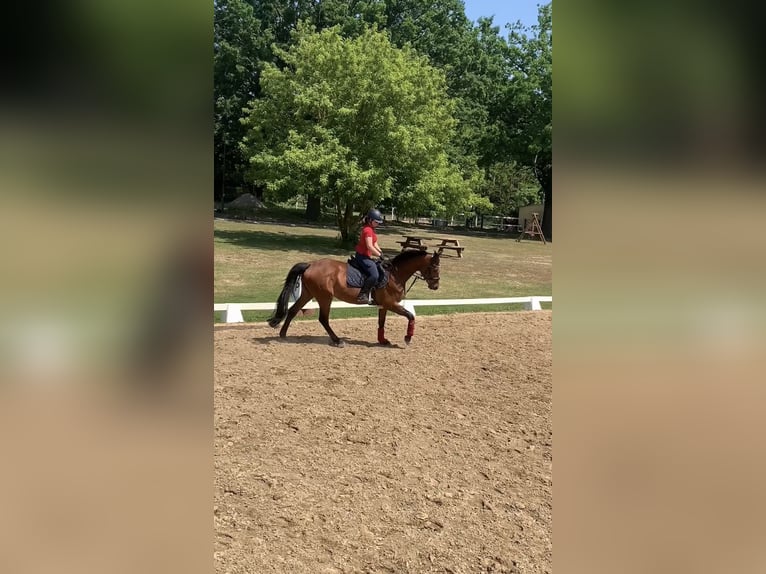 Holstein Mare 16 years 16 hh Brown in Teupitz