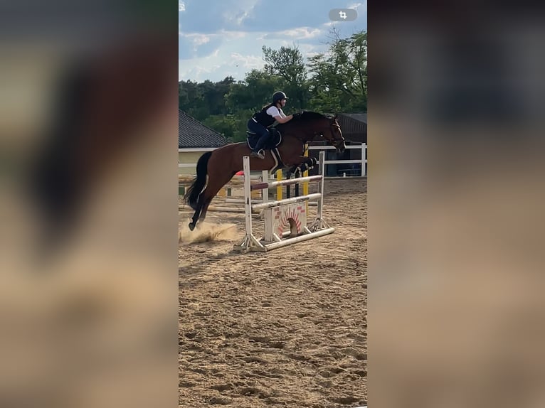 Holstein Mare 16 years 16 hh Brown in Teupitz