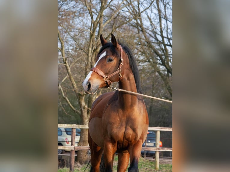 Holstein Mare 16 years 16 hh Brown in Emkendorf