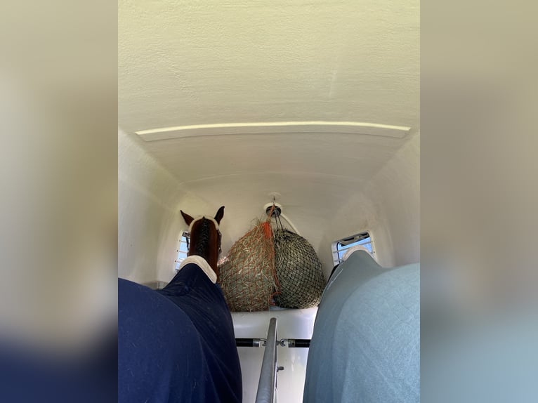 Holstein Mare 16 years 16 hh Brown in Teupitz