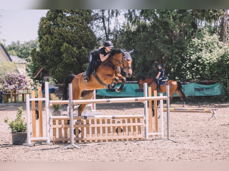Holstein Mare 16 years 16 hh Brown in Heiligenhaus