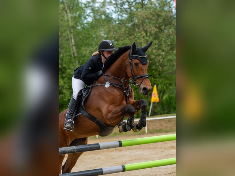 Holstein Mare 16 years 16 hh Brown in Heiligenhaus