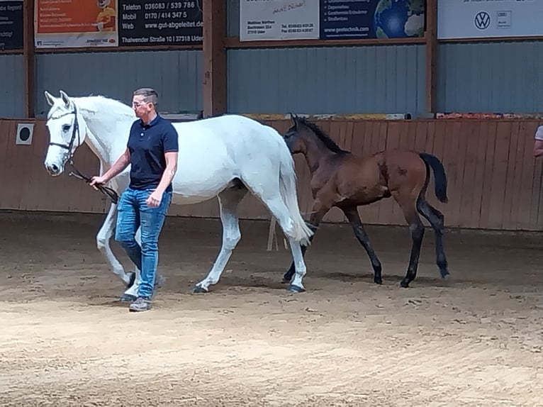 Holstein Mare 16 years 16 hh Gray in Wingerode