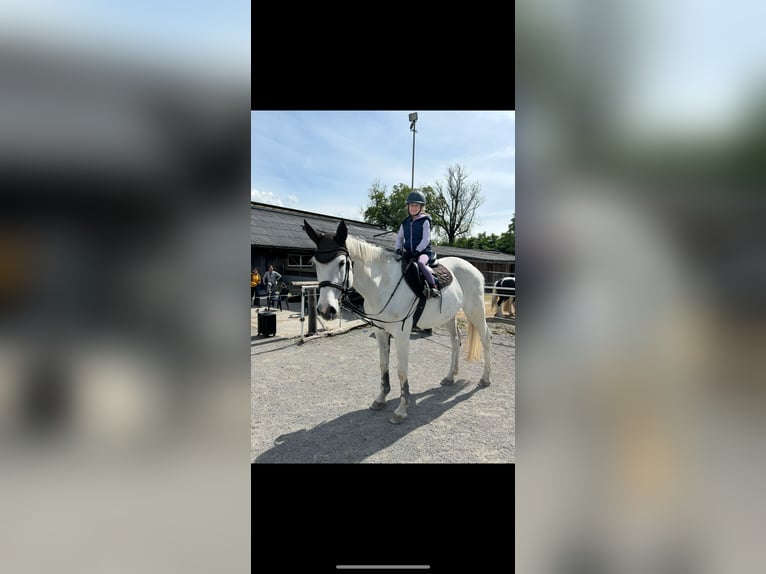 Holstein Mare 16 years 16 hh Gray in dornbirn