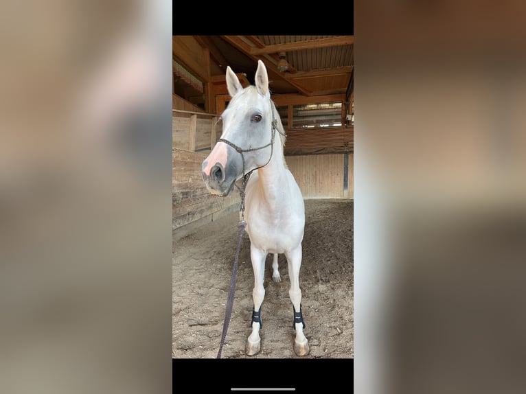 Holstein Mare 16 years 16 hh Gray in dornbirn