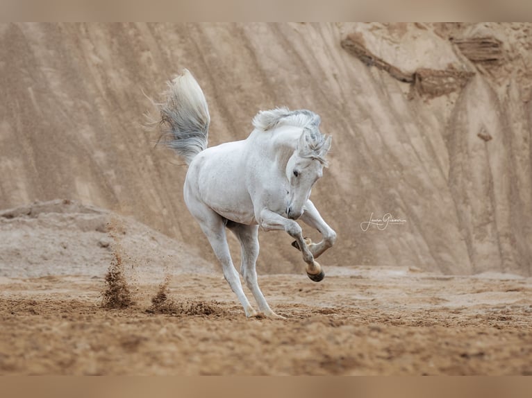 Holstein Mare 16 years 16 hh Gray in Kükels