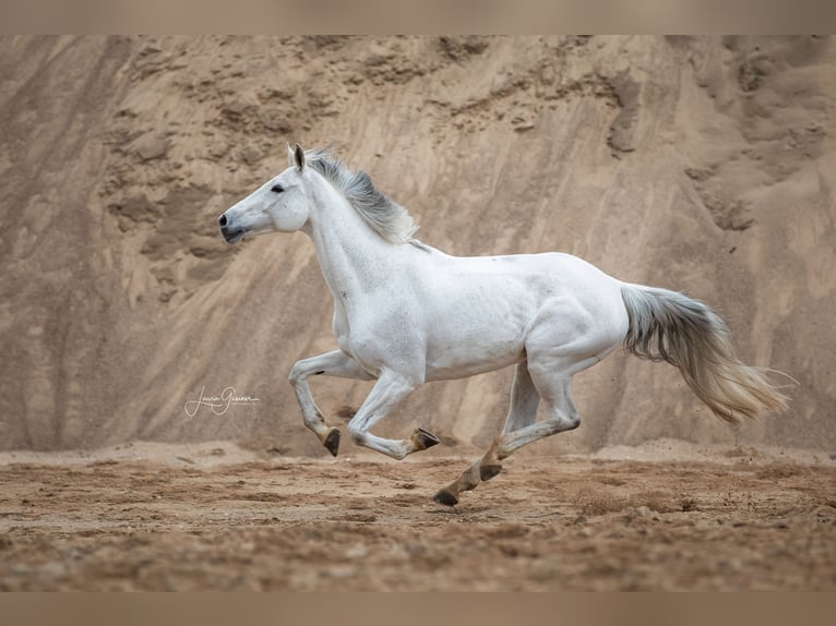 Holstein Mare 16 years 16 hh Gray in Kükels