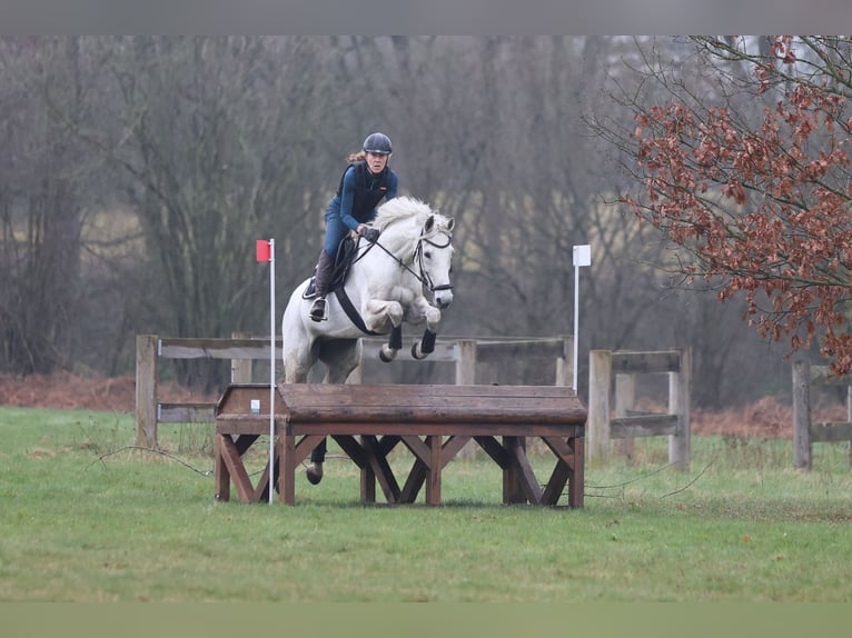 Holstein Mare 16 years 16 hh Gray in Kükels