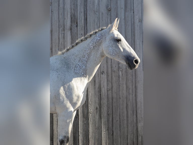 Holstein Mare 16 years 16 hh Gray in Finsing