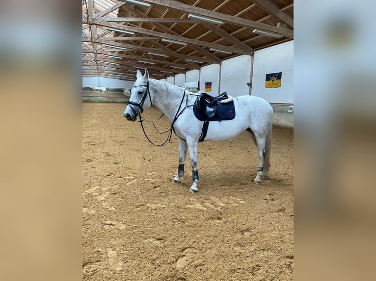 Holstein Mare 16 years 16 hh Gray in Finsing
