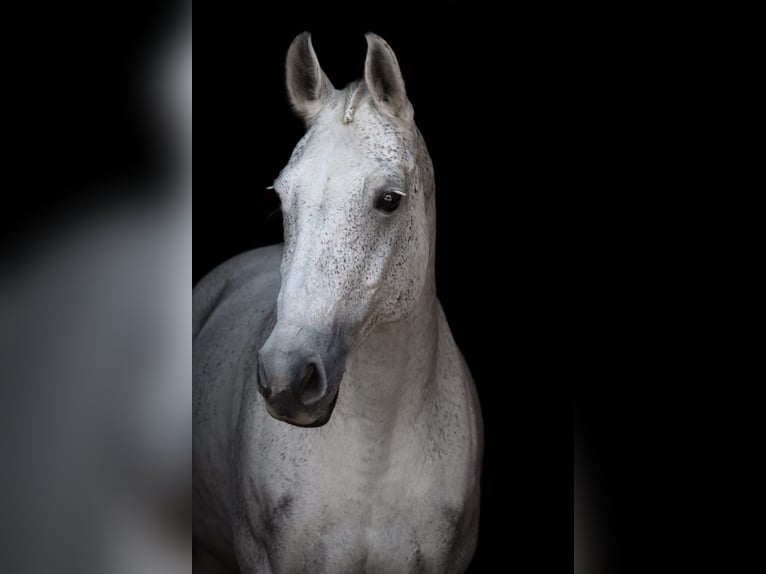 Holstein Mare 16 years 16 hh Gray in Finsing