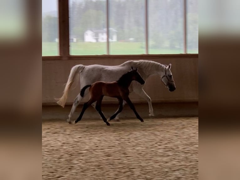 Holstein Mare 16 years 16 hh Grey in Kißlegg