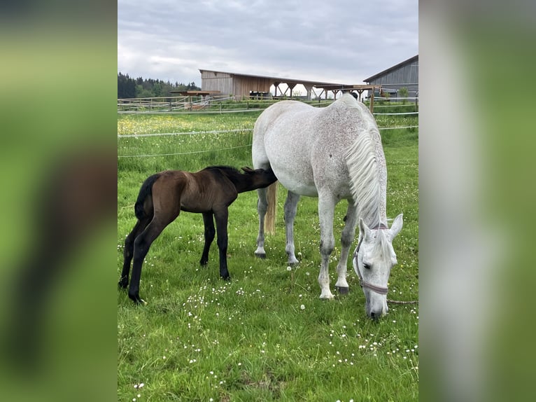 Holstein Mare 16 years 16 hh Grey in Kißlegg