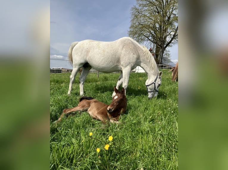 Holstein Mare 16 years 16 hh Grey in Kißlegg