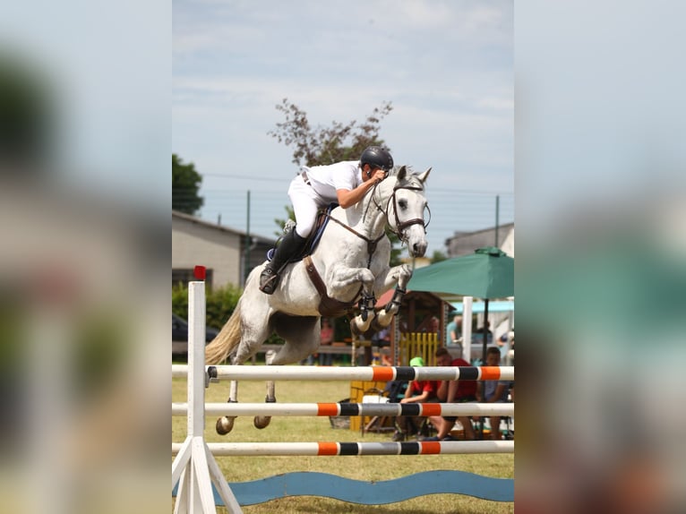 Holstein Mare 16 years 16 hh Grey in Wingerode