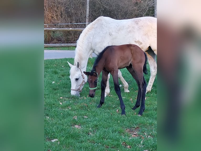 Holstein Mare 16 years 16 hh Grey in Wingerode