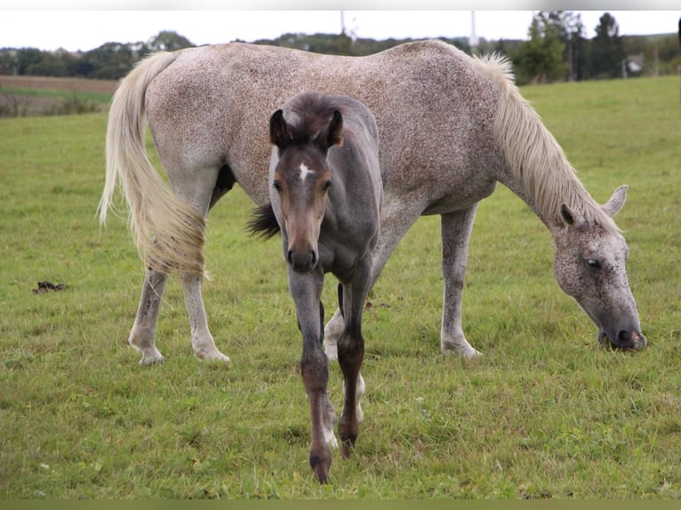 Holstein Mare 16 years 16 hh Grey-Fleabitten in Waldwisse