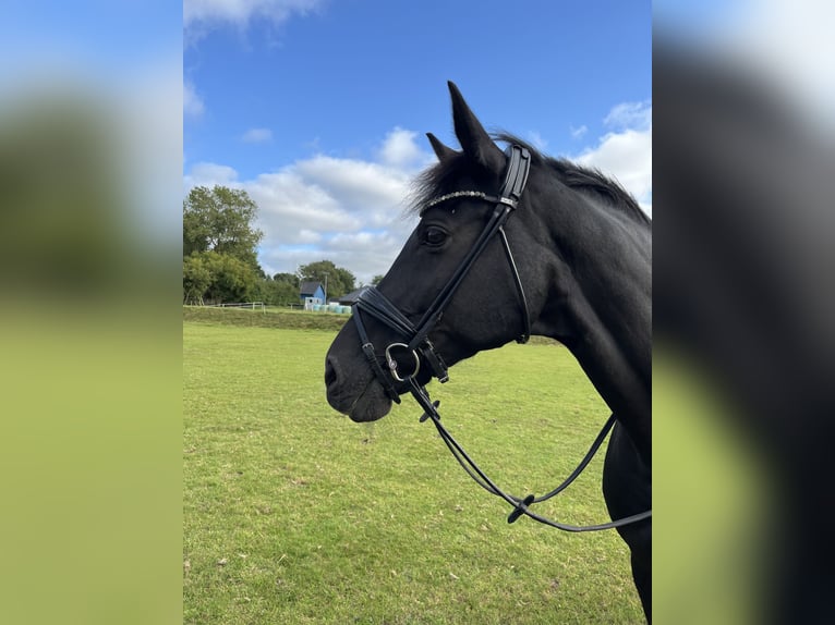 Holstein Mare 16 years 16,1 hh Black in Meyn