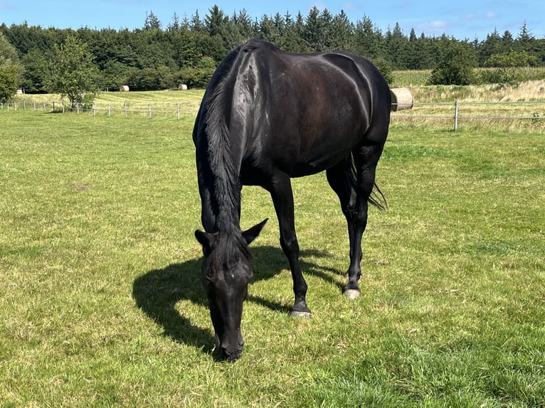 Holstein Mare 16 years 16,1 hh Black in Meyn