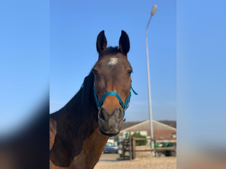 Holstein Mare 16 years 16,1 hh in Maastricht