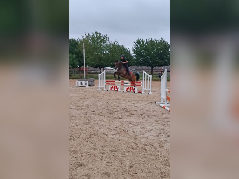 Holstein Mare 16 years 16,1 hh in Maastricht