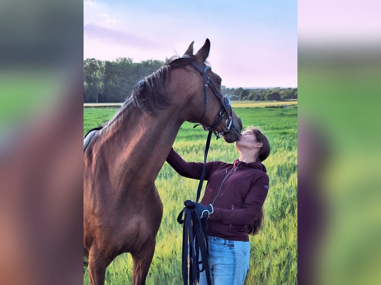 Holstein Mare 16 years 16,1 hh in Maastricht