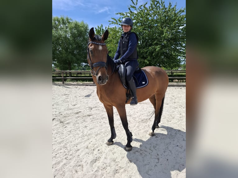 Holstein Mare 16 years 16,1 hh in Maastricht
