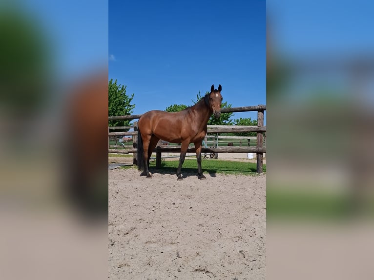 Holstein Mare 16 years 16,1 hh in Maastricht