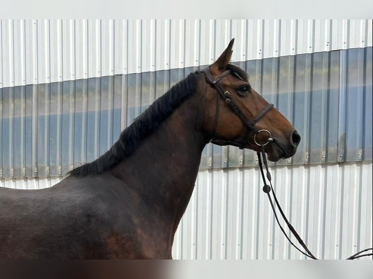 Holstein Mare 16 years 16,2 hh Brown in Elmshorn