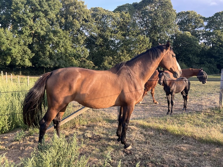 Holstein Mare 16 years 16,2 hh Brown in Bossut-Gottechain