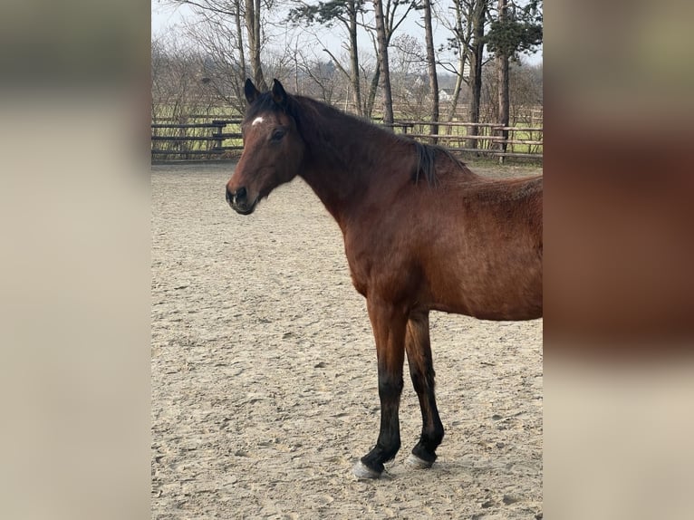 Holstein Mare 16 years 16,2 hh Brown in Köln