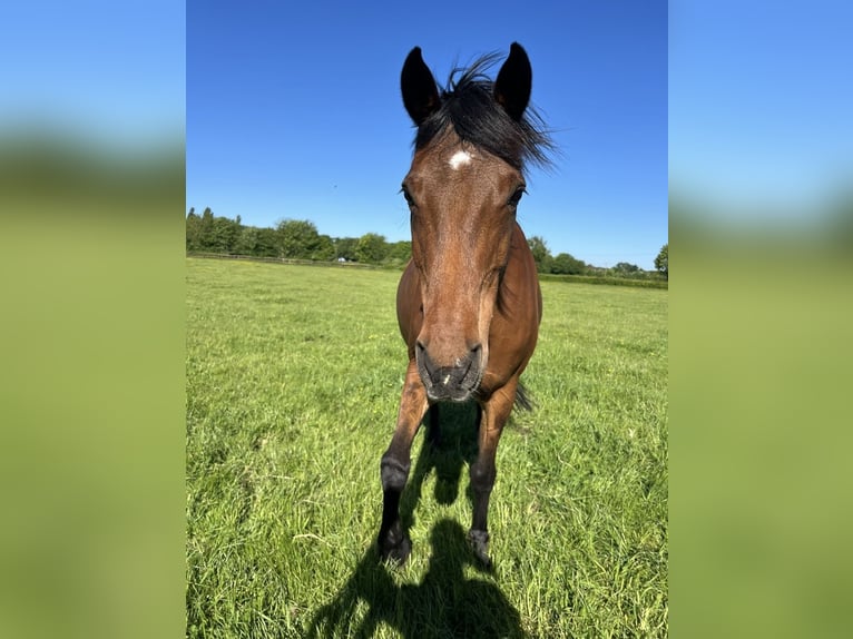 Holstein Mare 16 years 16,2 hh Brown in Köln