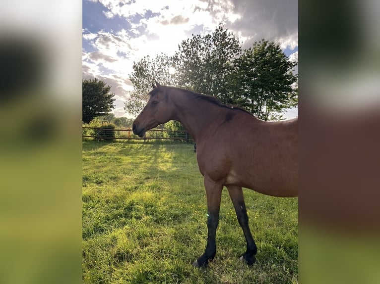 Holstein Mare 16 years 16,2 hh Brown in Köln