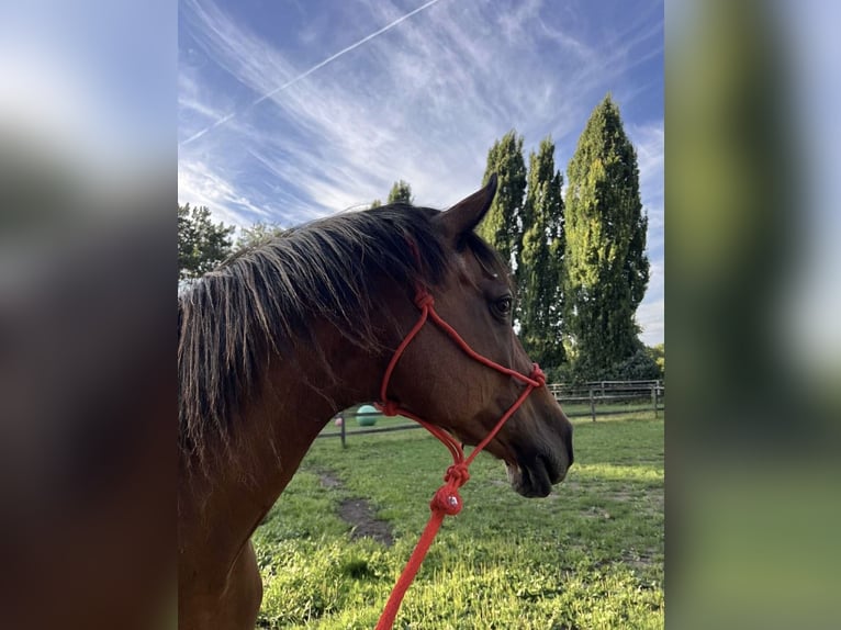 Holstein Mare 16 years 16,2 hh Brown in Köln
