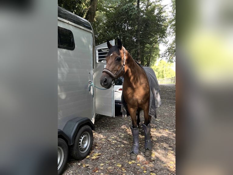 Holstein Mare 16 years 16,2 hh Brown in Köln