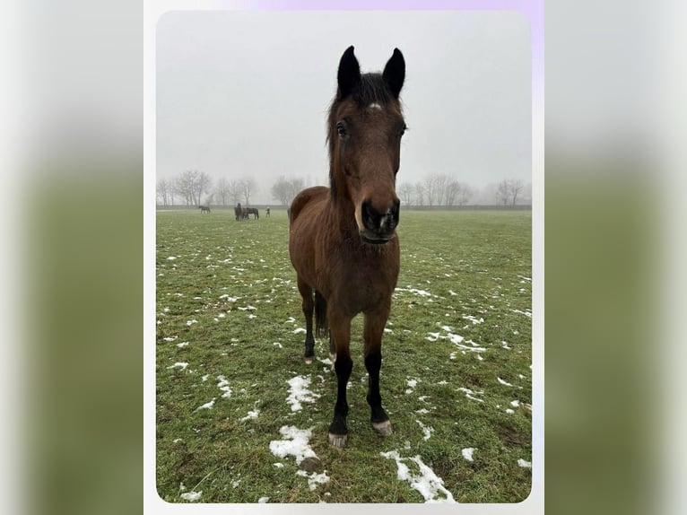 Holstein Mare 16 years 16,2 hh Brown in Köln
