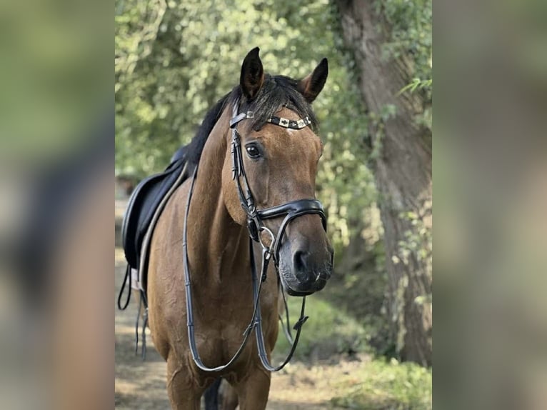 Holstein Mare 16 years 16,2 hh Brown in Köln
