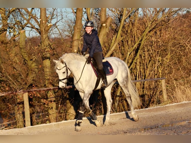 Holstein Mare 16 years 16,2 hh Gray in Wachtberg