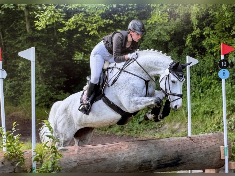 Holstein Mare 16 years 16,2 hh Gray in Wachtberg