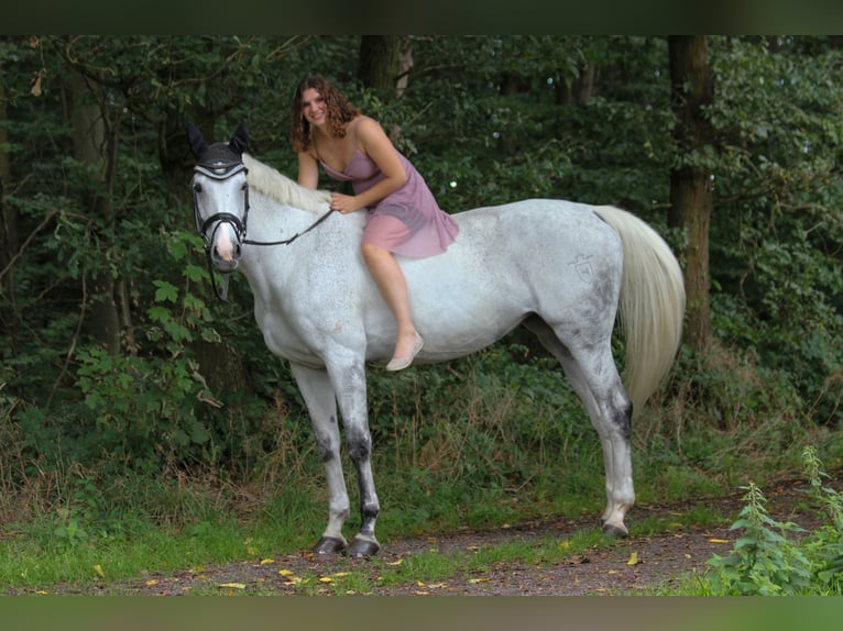 Holstein Mare 16 years 16,2 hh Gray in Wachtberg