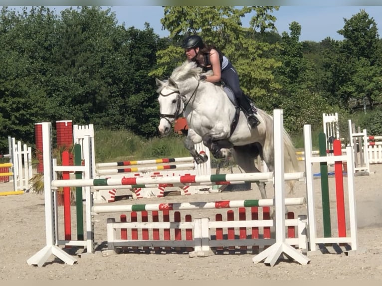 Holstein Mare 16 years 16,2 hh Gray in Wachtberg