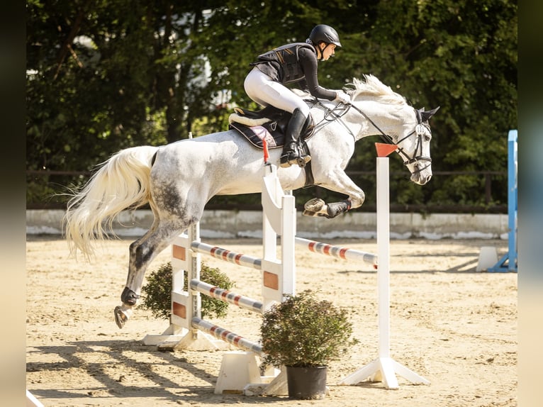 Holstein Mare 16 years 16,2 hh Gray in Wachtberg