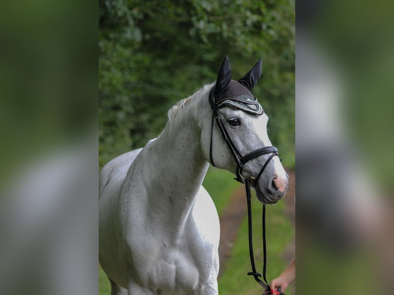 Holstein Mare 16 years 16,2 hh Gray in Wachtberg