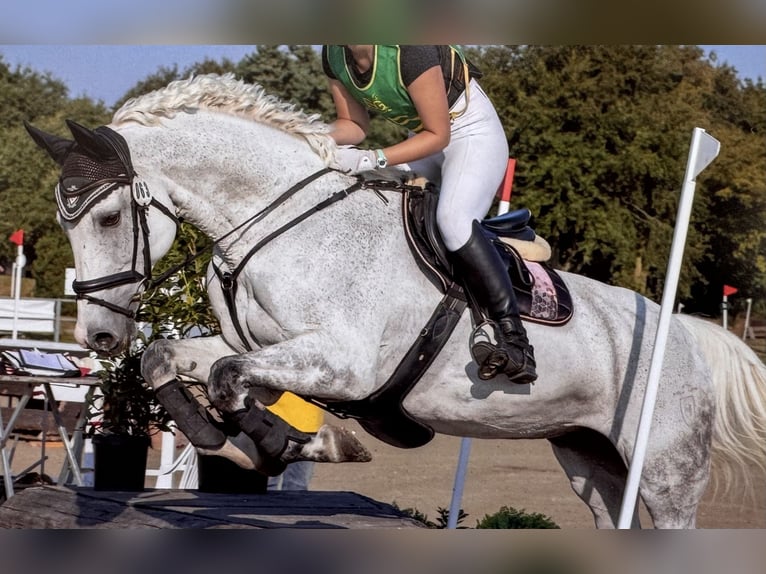 Holstein Mare 16 years 16,2 hh Gray in Wachtberg