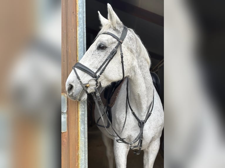 Holstein Mare 16 years 16,2 hh Grey in Langenbernsdorf