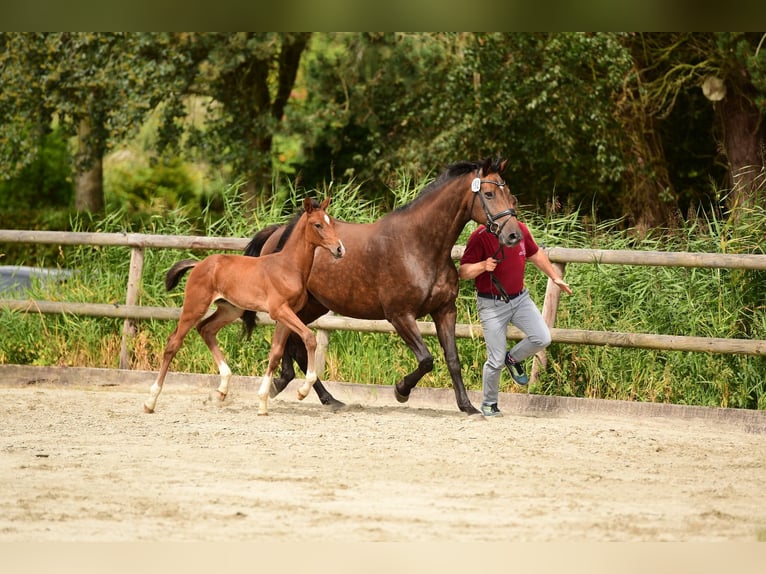 Holstein Mare 16 years 16,3 hh Bay-Dark in Weddingstedt