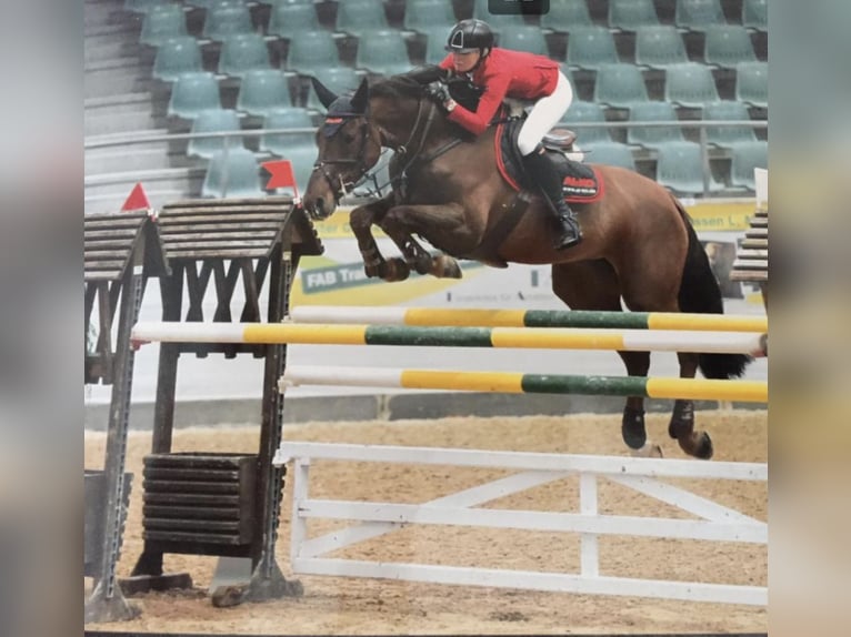 Holstein Mare 16 years 16,3 hh Chestnut in Simbach am Inn
