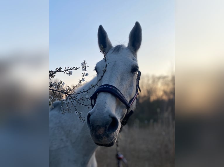 Holstein Mare 16 years 17.1 hh Grey-Dapple in Berlin