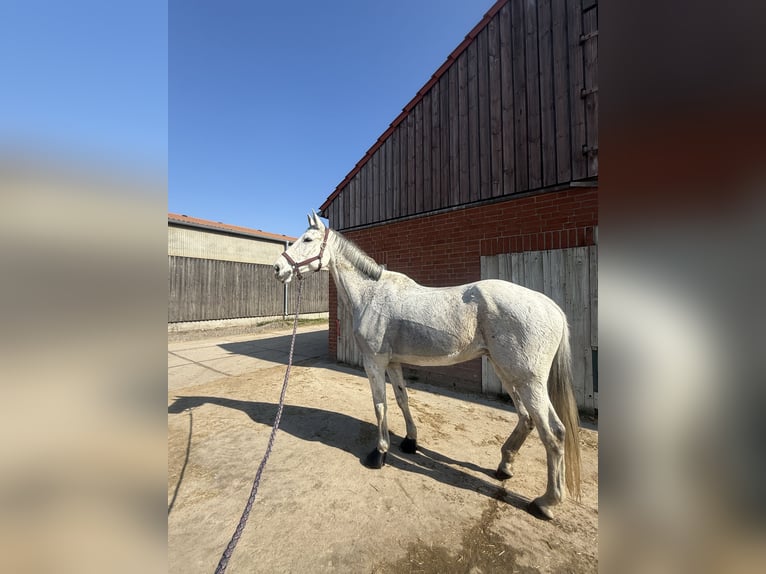 Holstein Mare 16 years 17.1 hh Grey-Dapple in Berlin